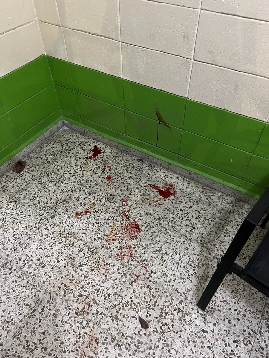 D_Chavarria's tweet photo. Atropellaron a mi perrita anoche, 3 vets me dijeron que no había salvación.
Primera vez que estoy presente en la euthanasia de una de mis mascota. 😭😢
Que horrible 💔 #RIPZelda https://t.co/SB8pCrUCMg