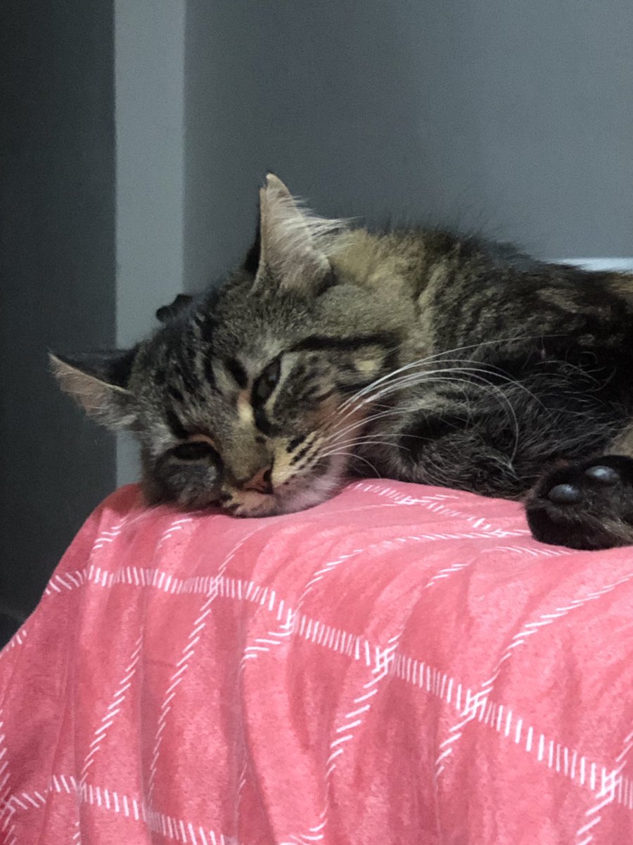 Kedi mamalarının fiyatları yükselince mira nın son durumu