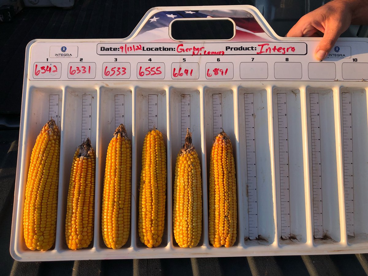 <a href="/JakeGerber4/">Jake Gerber</a> 💪 all that INTEGRA #corn 🌽 Hart, TX 👋 #bushelUP
