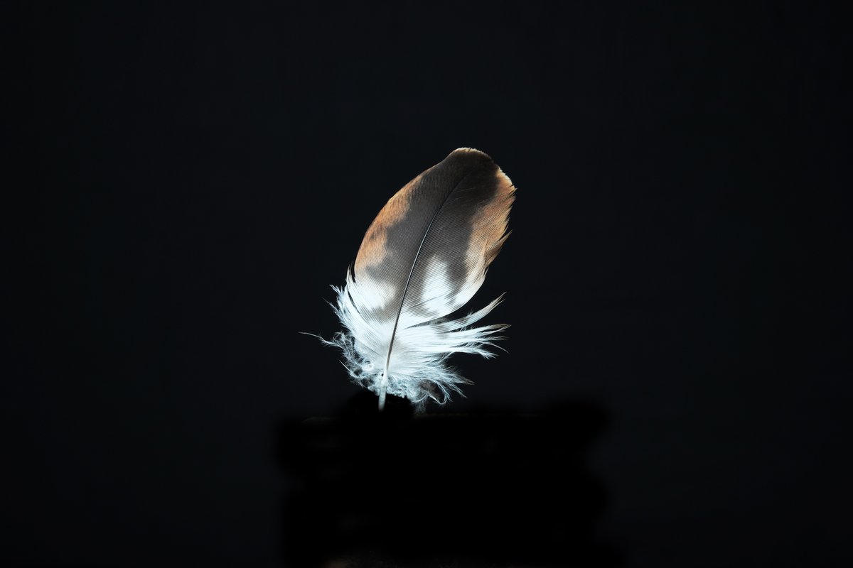 AdvancedPhotons's tweet photo. Red Kite Feather
Chorleywood, England

The incredibly intricate beauty of a feather! 

#redkite #ornithology #birdwatching #twitcher #nature #feather #feathers #macrophotography #studio #closeup #Milvusmilvus #milvus #raptor #birdofprey #hawk #framesmagazine #advancedphotons https://t.co/tLvGSeRpTM