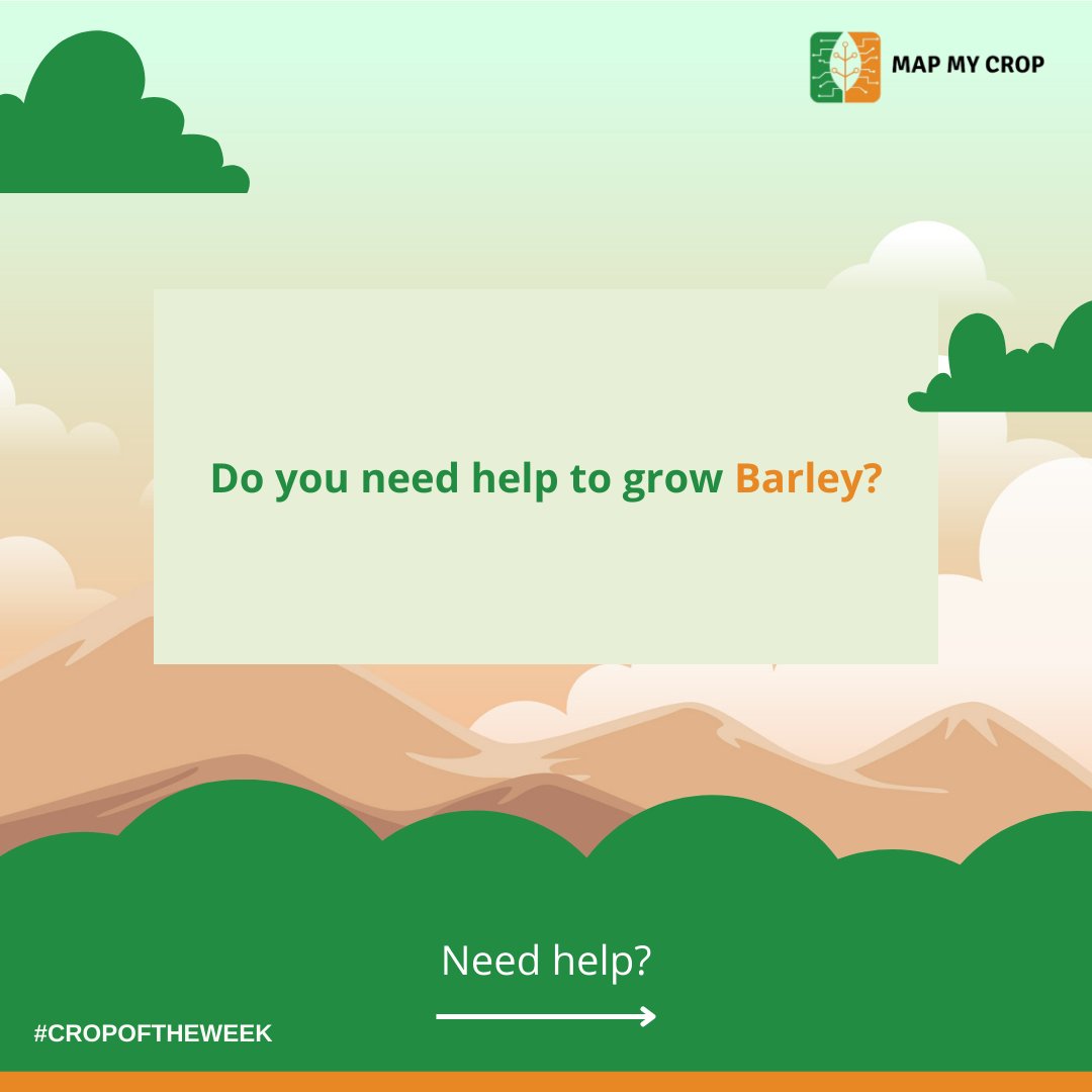 mapmycrop's tweet photo. Our #CropOfTheWeek, Barley is a typical sweet grain with a wide range of uses and is nutritious, delectable, and simple to grow. 

#barley #barleyflour #barleysbeans #barleyrecipe #BarleySugar #barleytea  #modernfarming #technology  #modernagriculture https://t.co/Wz2C8upwN0