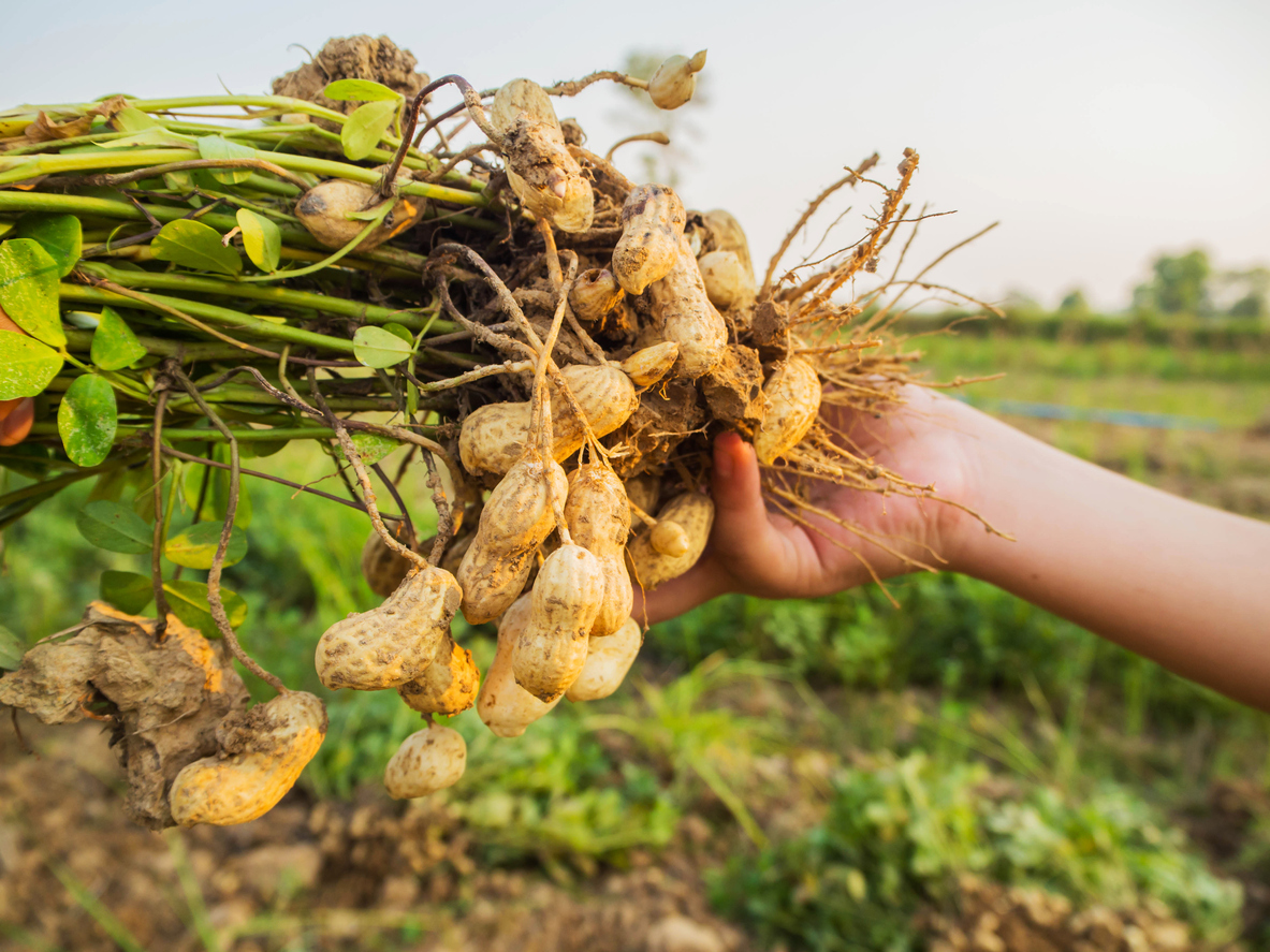 MoAgriculture's tweet photo. Happy #PeanutDay! 🥜
Missouri continues to increase its peanut crop year by year. The Bootheel region is home to several successful #MoGrown peanut operations!
We are proud of Missouri peanut producers.
#growMore https://t.co/4Lt0ohUoFh