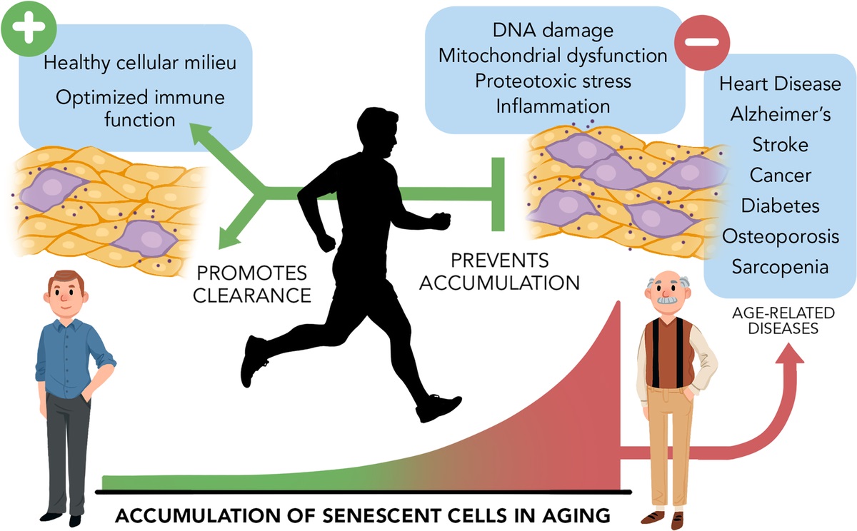 ESSRonline's tweet photo. The beneficial effects of exercise are in part mediated through the prevention and elimination of senescent cells.

https://t.co/8CNafzxZ8a https://t.co/CRgUlxdPWm