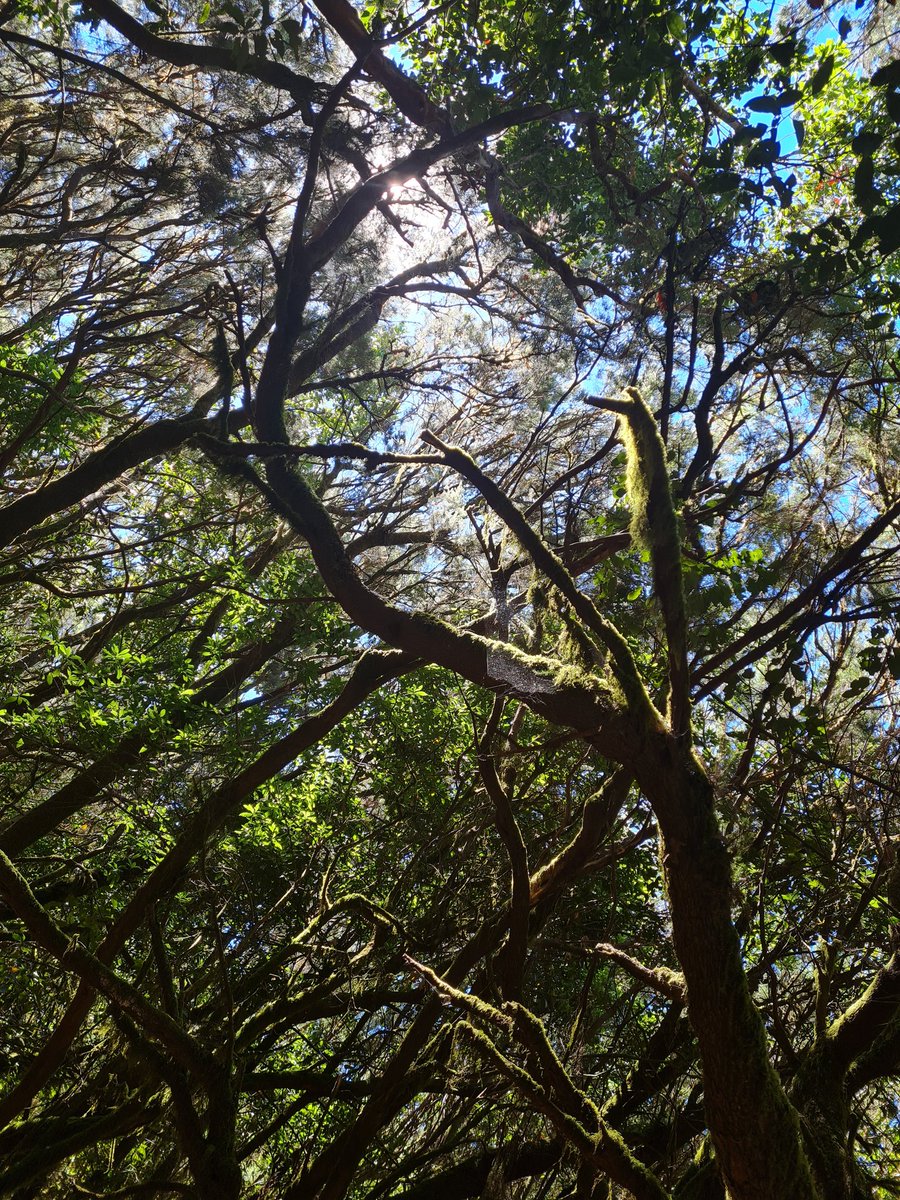 Amazing Laurelforest. 🌱