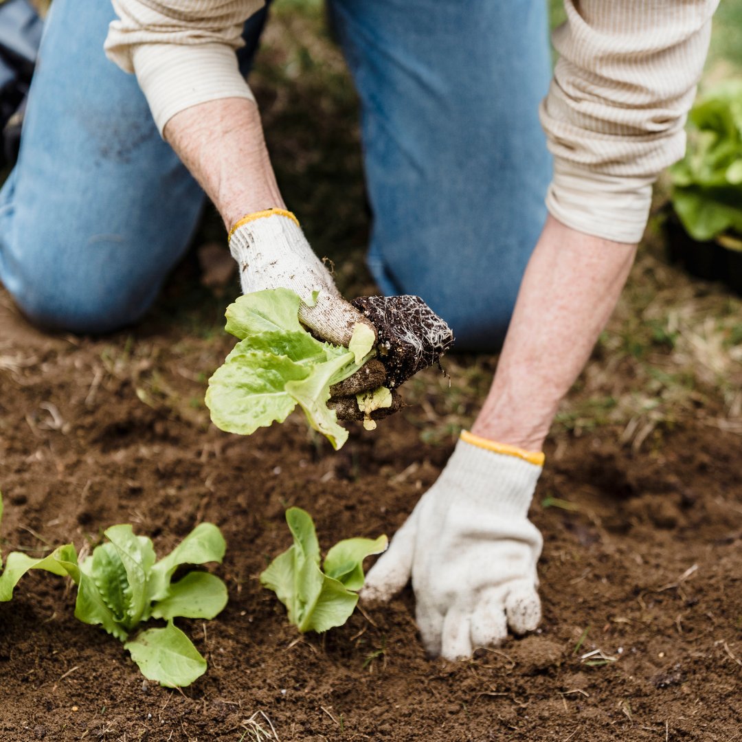 Time to start planting perennial herbs, shrubs, and leafy green vegetables, plus beets, carrots, cauliflower and turnips.

Prune any existing trees, shrubs or plants. Prep your space with compost. Test your soil before adding more compost to find out exactly what your soil needs!