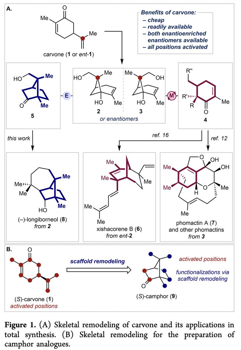 TotalSynthesis's tweet photo. Strategy Evolution in a Skeletal Remodeling and C–H Functionalization-Based #Synthesis of the Longiborneol Sesquiterpenoids by Robert F. Lusi @noScandineHere, Goh Sennari, and Richmond Sarpong @SarpongGroup at @UCB_Chemistry in @J_A_C_S https://t.co/CM3uEvX5iS https://t.co/oMH5b6sWjj