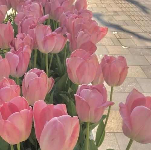 PLIOkop72958482's tweet photo. Notre amour fleurira comme une fleur.
-รักของเราจะผลิบานดั่งดอกไม้- https://t.co/AC2o0bB7Wm