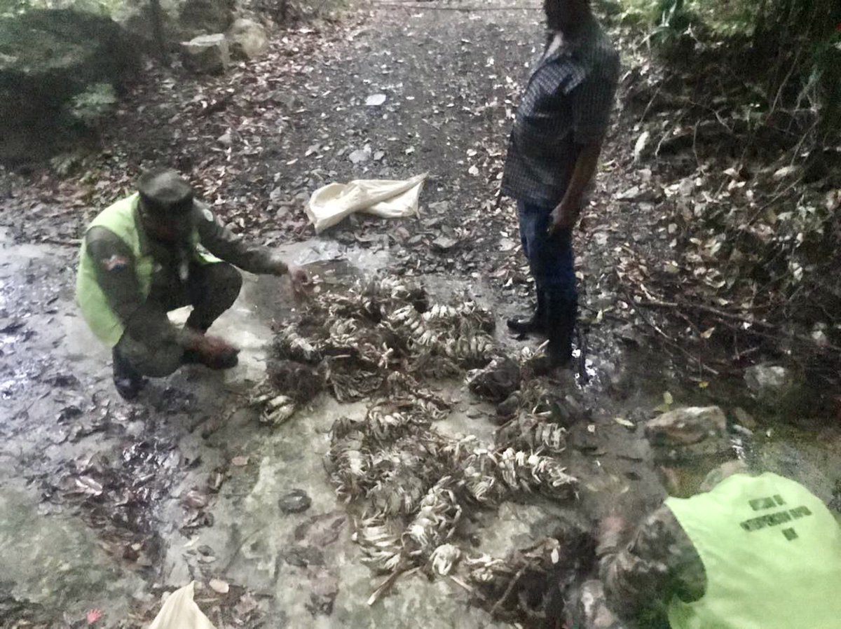 CODOPESCARD's tweet photo. En un operativo conjunto llevado a cabo por CODOPESCA, la @ArmadaRepDom y el @senpard fueron incautados 2 sacos de Jaibas en la Provincia de Bani. Las especies fueron liberadas y devueltas a su habitat.

Los infractores emprendieron la huida. https://t.co/UnQnevQ7yd