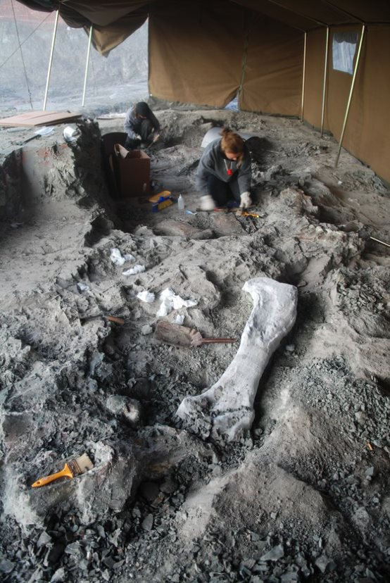 PD_Mocho's tweet photo. Nota no blog de @culturaenclm sobre os trabalhos realizados num titanossáurio (HUE-EC06) do Cretácico Superior de Lo Hueco, depositado no @MuPaclm e que está ser estudado pelos paleontólogos da @UNED, @IdlLuiz e @bbaaculturaUCM: https://t.co/8VGsD8iivk. 
Projetos_22 @culturaenclm https://t.co/n3JPr61QbL