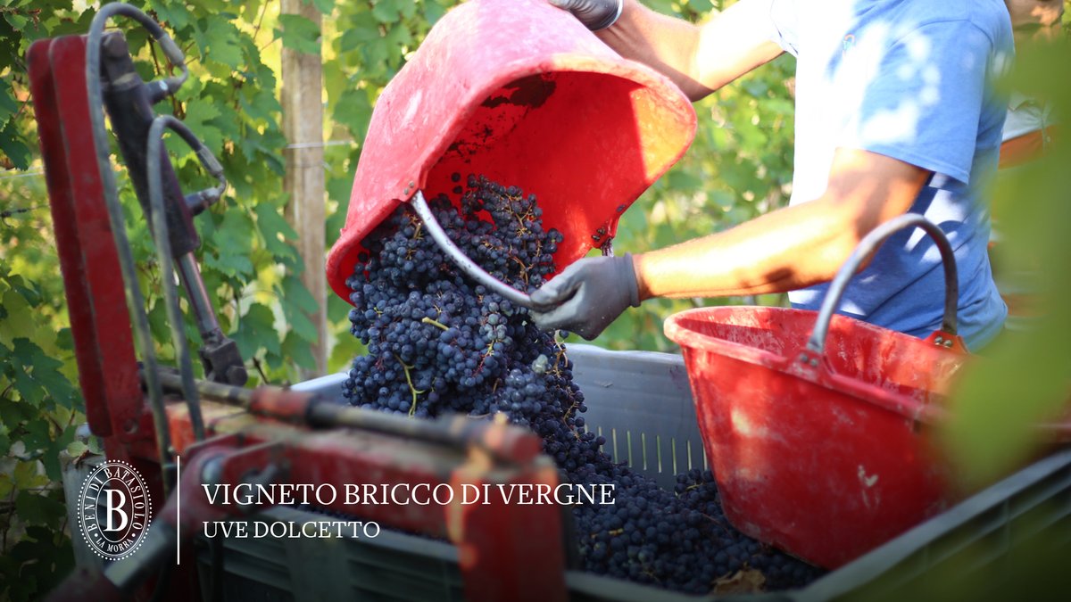 batasiolovini's tweet photo. Questa settimana è iniziata la vendemmia di alcune uve rosse. Si inizia con il Dolcetto d’Alba D.O.C. del Vigneto Bricco di Vergne. https://t.co/yAGKtyDTwR