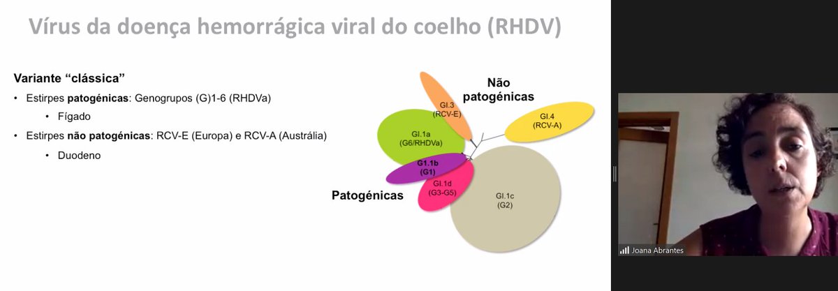LIFE Iberconejo tweet media