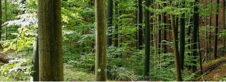 IUFRO's tweet photo. ❓Interested in Uneven-aged silviculture? Then this might be the conference for you:
Uneven-aged silviculture: insights into #ForestAdaptation in times of global change
📍Brno, Czech Republic; 🗓️18-20 September 2023
👀Look out for further details at
➡️https://t.co/LSglsItBxG https://t.co/fyqiOC3xqk