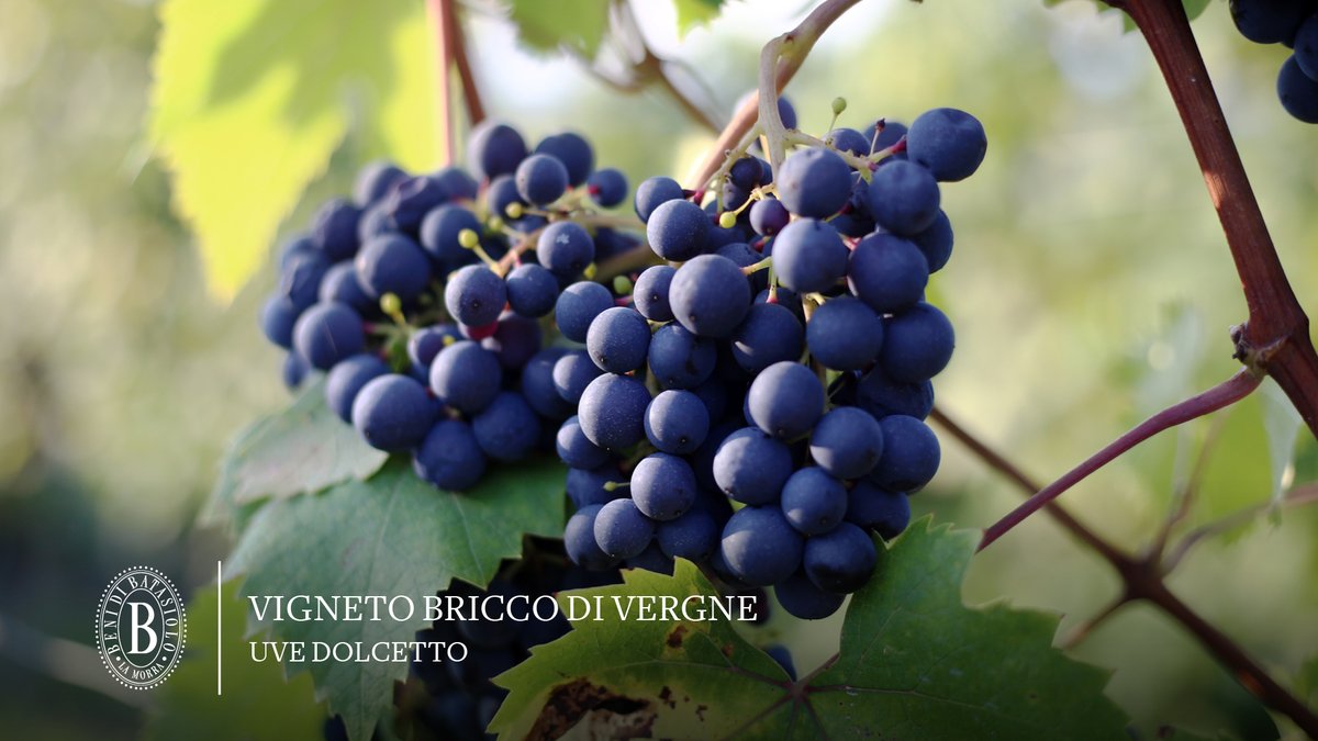 batasiolovini's tweet photo. Il Dolcetto d’Alba D.O.C. del Vigneto Bricco di Vergne è un vino che esprime sensazioni intense perché possiede una peculiarità unica: quella di arrivare da un solo vigneto, Bricco di Vergne. https://t.co/whwTuzhmW3