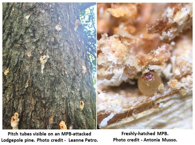 Big shout-out to our hard-working field team from the Evenden Lab at UAlberta, who've been busy finding mountain pine beetle-attacked trees, setting MPB traps, sampling, AND providing great photos. @robotonia <a href="/LeanneNPetro/">Leanne Petro</a> <a href="/YiyangWu3/">Yiyang Wu</a> <a href="/MayaEvenden/">Dr. Maya Evenden</a> <a href="/GenomeAlberta/">Genome Alberta</a> <a href="/ualbertaScience/">Faculty of Science, University of Alberta</a>