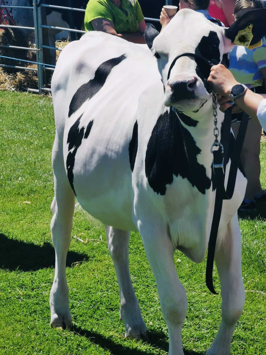 Our Calf Transition pellets doing a great job on this heifer calf 🐮#MineralPellets #MineralNutrition