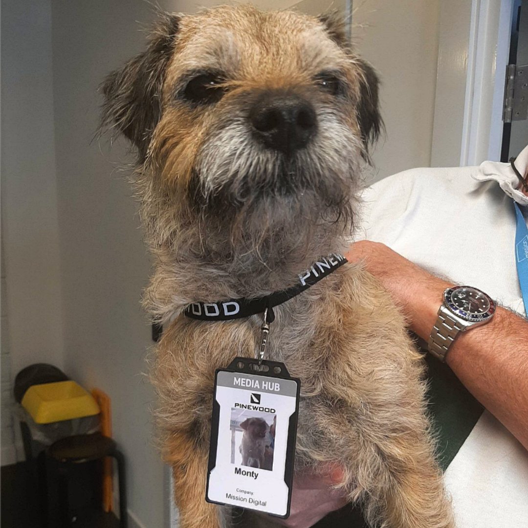 Mission_Digital's tweet photo. It’s official, Monty the office dog has passed his probation with flying colours and is now a pivotal part of the team - complete with a Shepperton Studios pass! We’re sure he’ll get up to some paw-some things.
#SheppertonStudios #OfficeDog https://t.co/GEbTT3yWGA