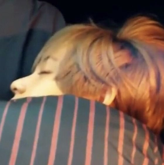 shh 🤫 the kittie is sleeping ≧∀≦