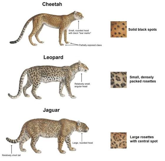 NarwarDarshan's tweet photo. चीता, तेंदुआ और जैगुआर में अंतर समझें!
---
Great news - The Kuno national park in Madhya Pradesh will have Cheetahs in the wild! 📣
#NarwarDarshan
#KunoNationalPark
#NarendraModi
#HappyBirthdayModiJi
#ReturnOfTheCheetah
#AfticanCheetah
#Namibia
#Kuno #Sheopur https://t.co/PP697vZvDH
