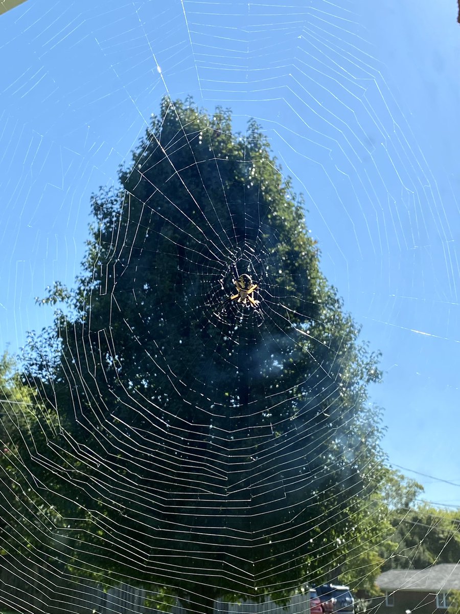 MutatedGuy's tweet photo. Check out this behemoth right outside my front door! #writingspider https://t.co/BKHiaW2kkP