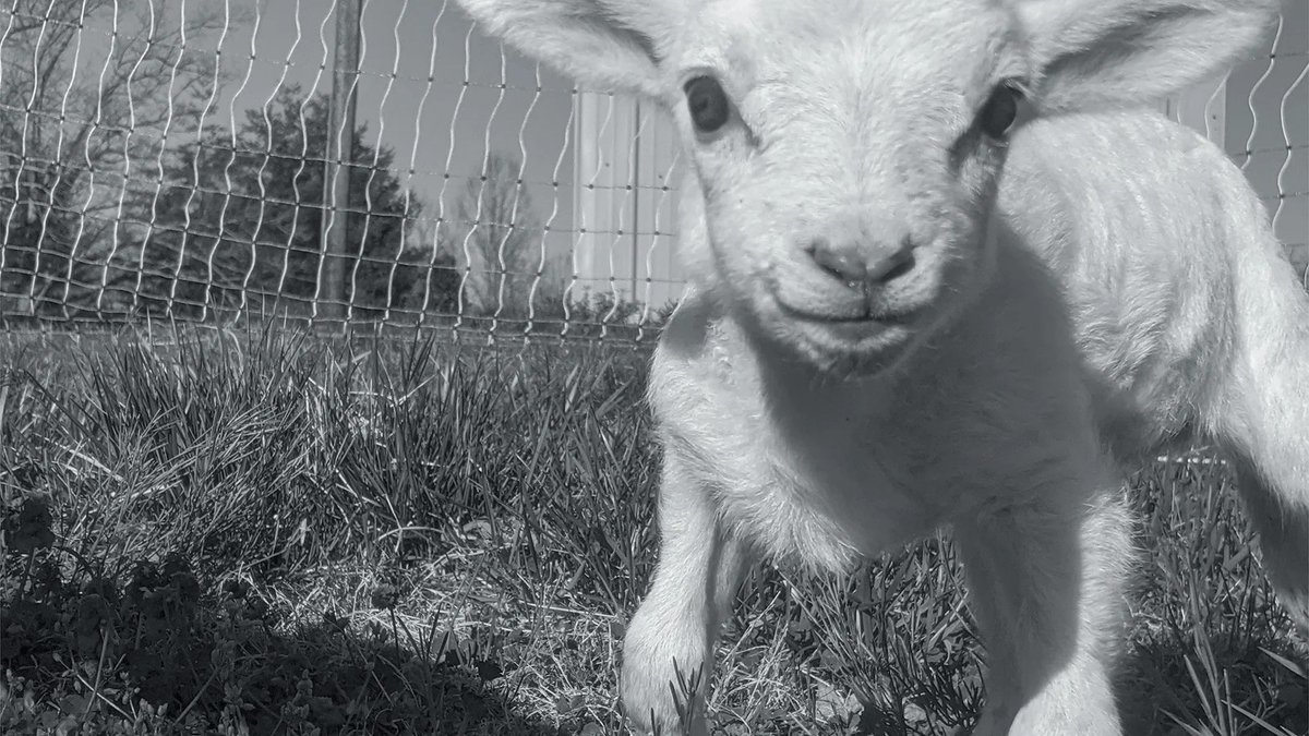 outsidemagazine's tweet photo. Writer and farmer @ACShilton opens up about a brief, beautiful time in her life when two lambs, each needing a little extra help, found it in her: https://t.co/2zjSh2NLO3 https://t.co/KWXD0GU9Nk
