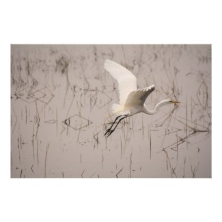 LowellMcnamara's tweet photo. https://t.co/XyRkxeMZH9 #Greategret #birds #Birding #Nature #Egret #Herons #LookAgainPhotography #PlumIsland #Massachusetts #Zazzle #Kodak Original photography by Daniel McNamara https://t.co/S1g9t7ZLpg