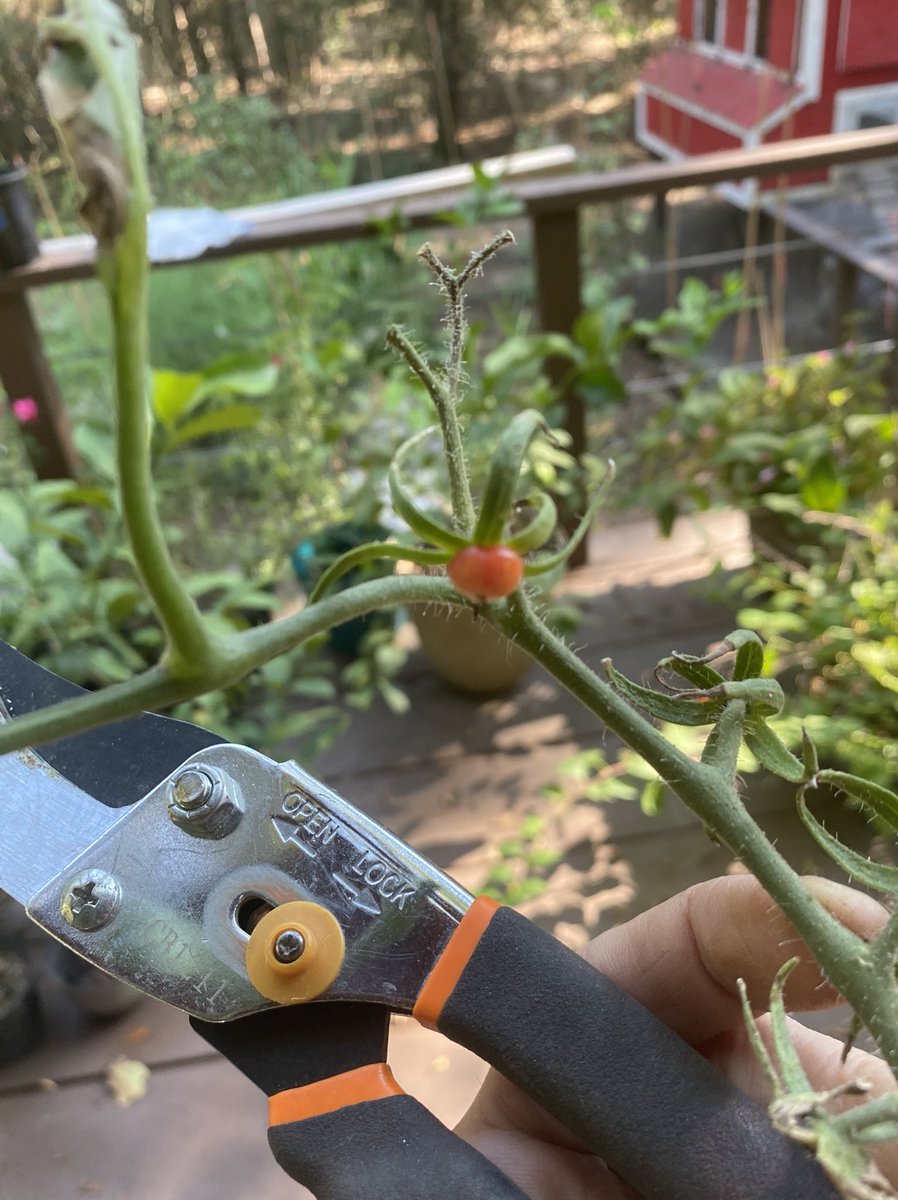 TexasGardenDoc's tweet photo. Did I just develop a new strain of mini MINI tomatoes? What’s going on???
#organicfarming #OrganicSeptember #gardening #organic https://t.co/kj9fEF7ArG