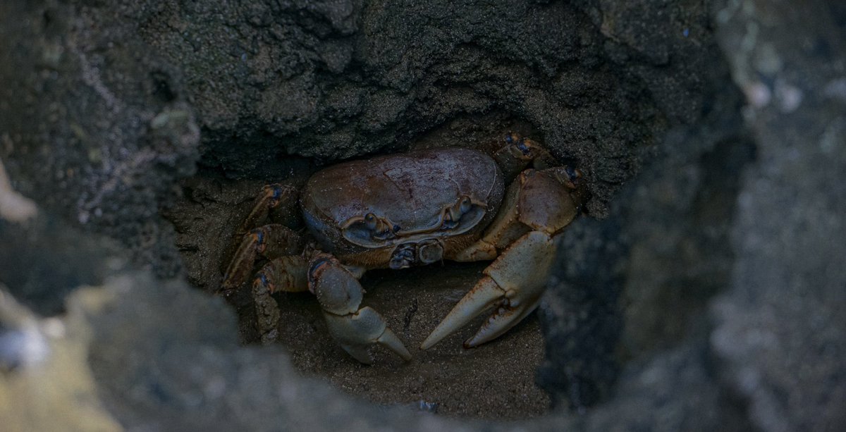 ‘‘You can't teach someone who walks sideways to walk straight’’

RT if you like the photo and to support each other.  Leave your animal photos below. 

#crab #wild #photo #BuenosDias