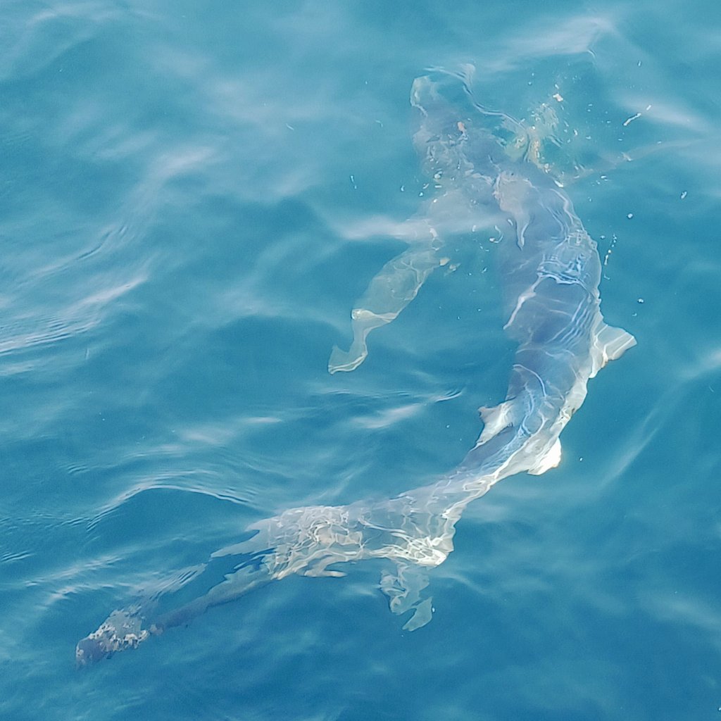 seaWillis's tweet photo. Just finished an amazing 3d of tagging blue, mako, and porbeagle sharks off Cape Cod with excellent team @DrNeilHammer @LauraHopeM @sharkbrooke @NolaSeas. 13 sharks satellite tagged and happily released! Excited to see where they go next 🗺 https://t.co/SZfvllVXr1