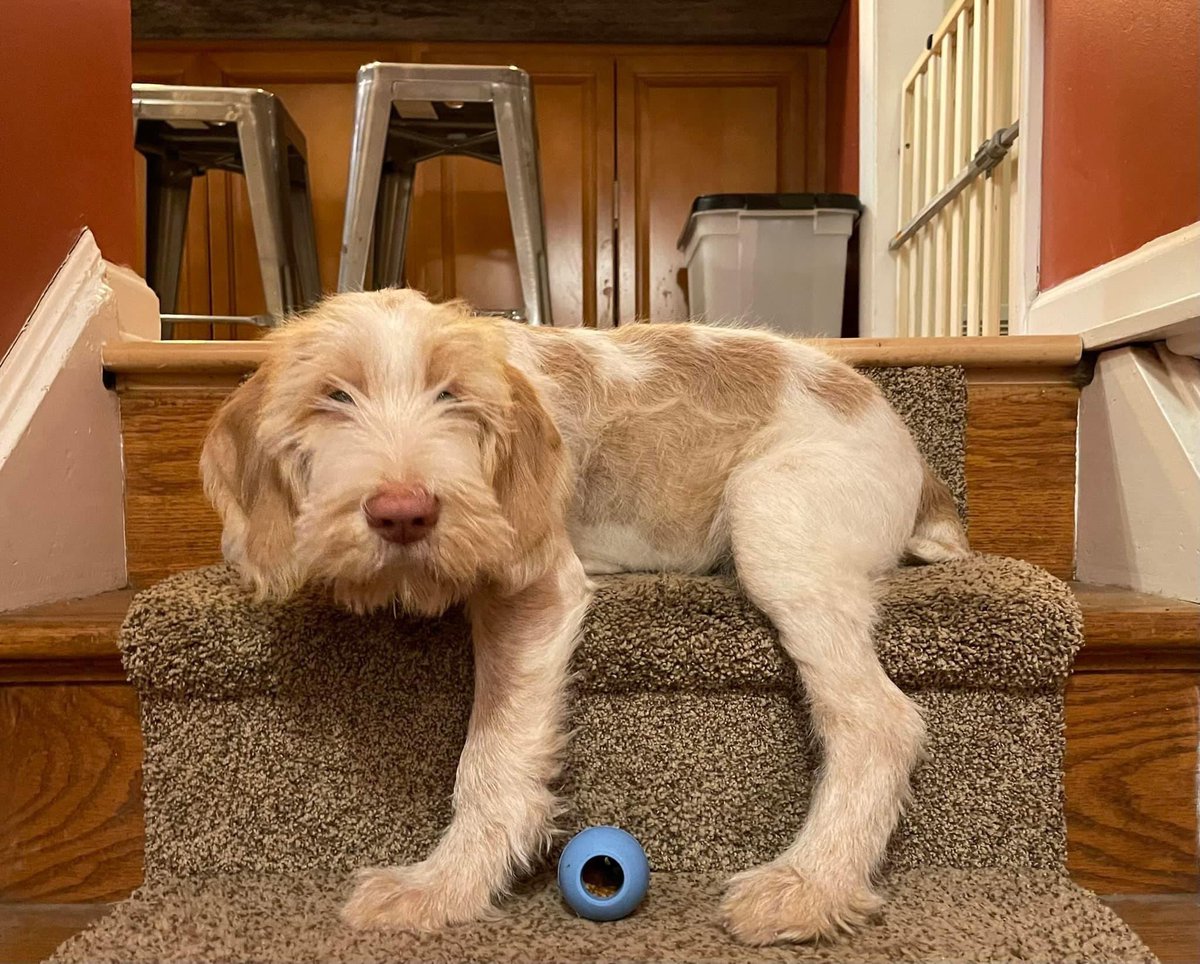 MuddyMollyMu's tweet photo. @Bonniebrunomom A great breed is what it is!😊 
(Puppy photo, I’m much bigger now!) https://t.co/ewVUWvT8BH