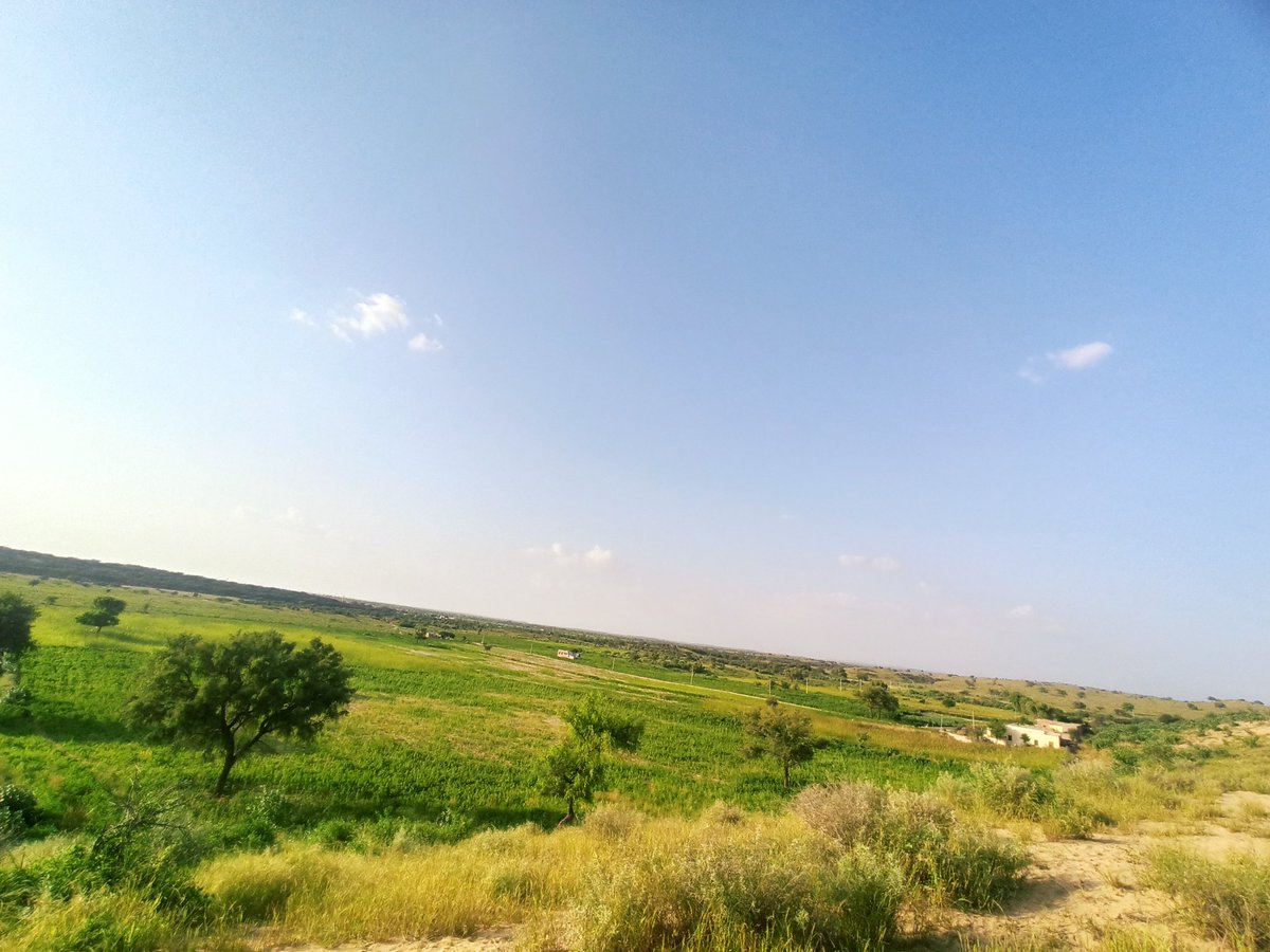 md_barmer's tweet photo. Our desert has turned colorful today,leaving its yellow color.
It teaches us Himalayan courage, unwavering faith and hard work.
Sources of inspiration and livelihood #thardesert 😍🌴🌺
Our #Village #jhankali #Barmer
 #Agriculture 
 #Desert 
@abhishekbarhat3 @sandycharaniitj https://t.co/jjo0Zhe82R