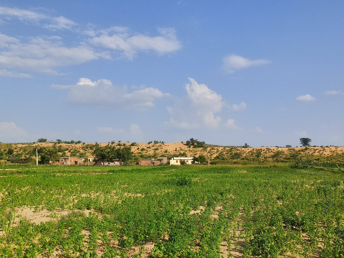 md_barmer's tweet photo. Our desert has turned colorful today,leaving its yellow color.
It teaches us Himalayan courage, unwavering faith and hard work.
Sources of inspiration and livelihood #thardesert 😍🌴🌺
Our #Village #jhankali #Barmer
 #Agriculture 
 #Desert 
@abhishekbarhat3 @sandycharaniitj https://t.co/jjo0Zhe82R