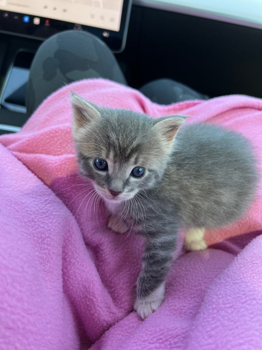 MCSR Cats tweet media
