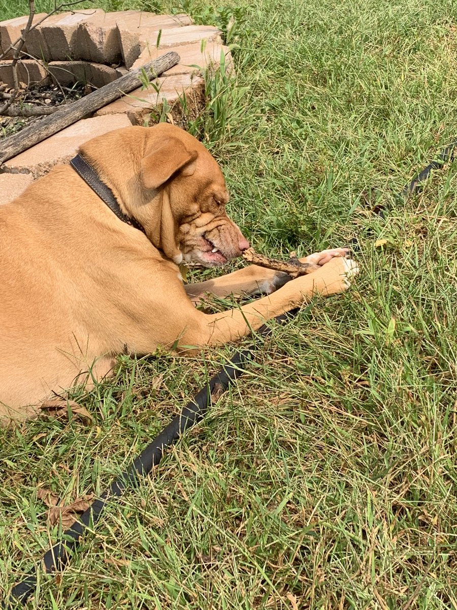 Good morning, friends! I hope everyone has the best day possible. Try to remember “life is never that bad” and keep moving forward. Indy loves her sticks 😂 #Michigan #Mornings #Dog #DietCoke #sunnyday