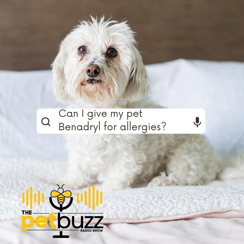 What Happened To The Dog House Radio Show