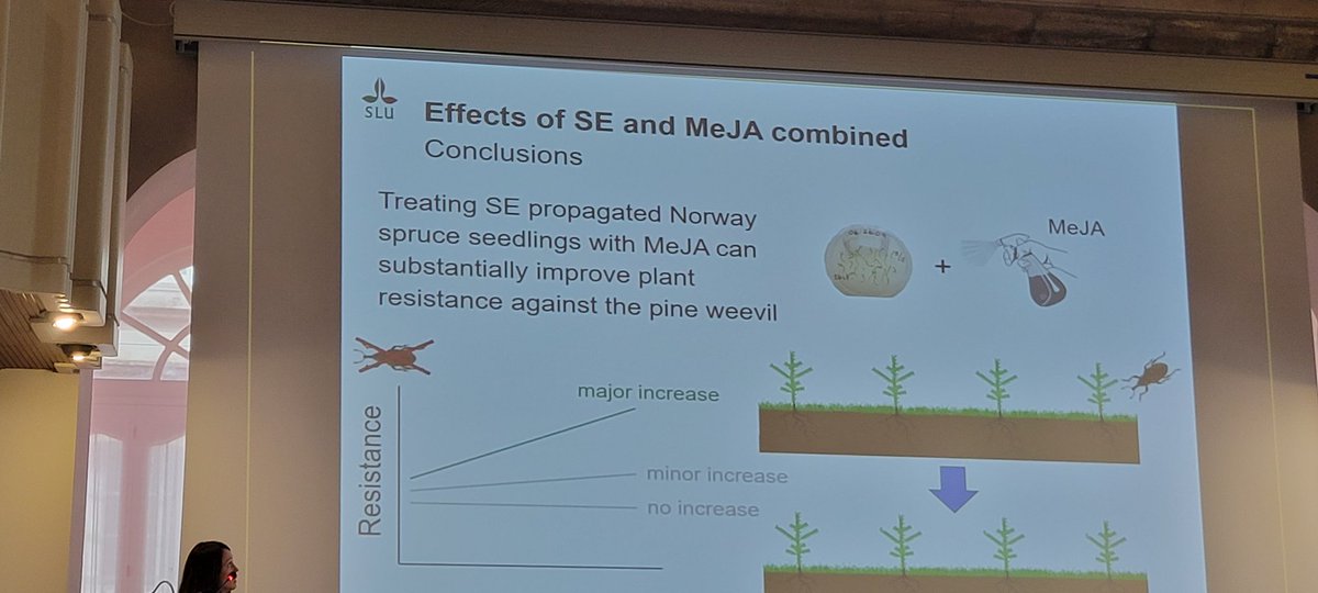 FINALLY some (tissue) culture at @7GTPI2022 ! Kristina Berggren-Nieto on #spruce (non)induced #seedling #priming