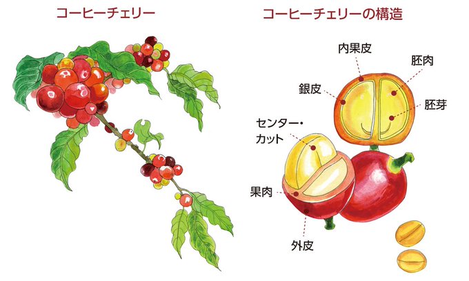 コーヒーチェリーのtwitterイラスト検索結果