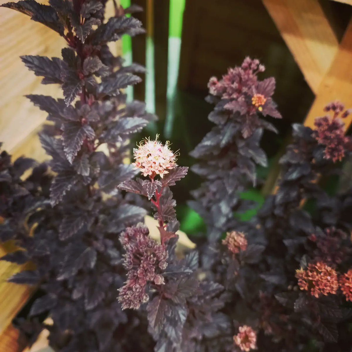 GMichallet's tweet photo. 🪴 @SalonDuVegetal 2022 à Angers, des couleurs, des curiosités et surtout beaucoup d'inspirations 💡 https://t.co/QGvsS5jg1X