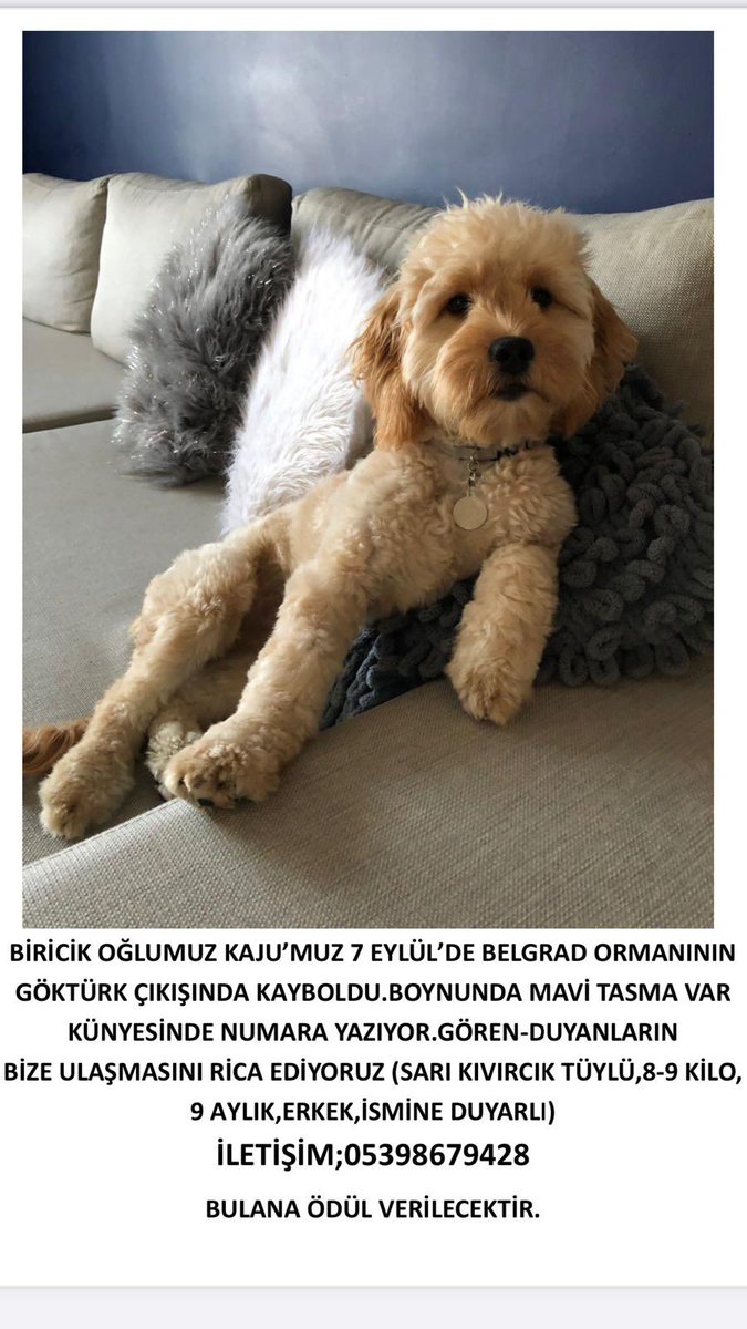 OĞLUMU BULMAMA YARDIMCI OLURMUSUNUZ ?
#köpek #oğul #kayip #sarıyer #belgradormani #pati #hayvanhakları #kemerburgaz #sarıyer #göktürk