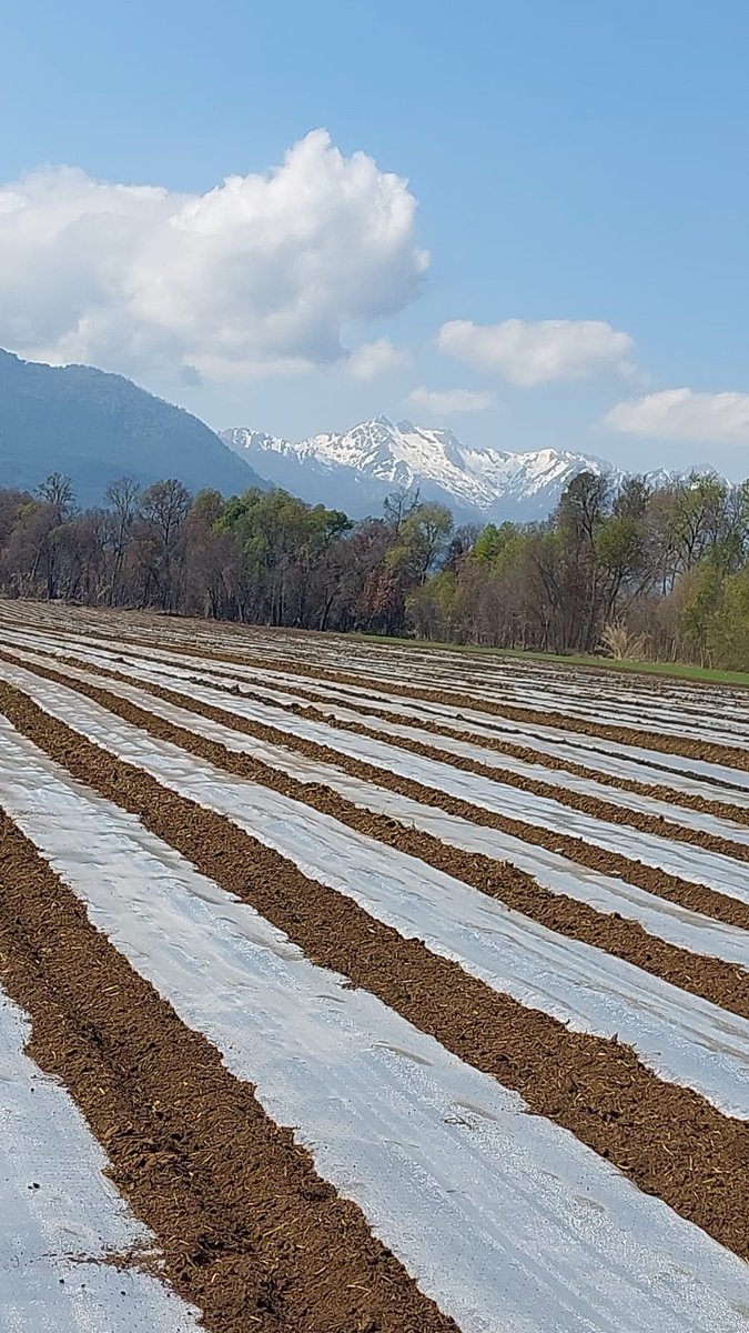 samcosystem's tweet photo. Maize sowing well underway in Chile 🇨🇱 this week with the Andes mountains in the distance #samcosystem #maizdulce #maizgrano #forage #maize22 https://t.co/nWJ0hhiId4