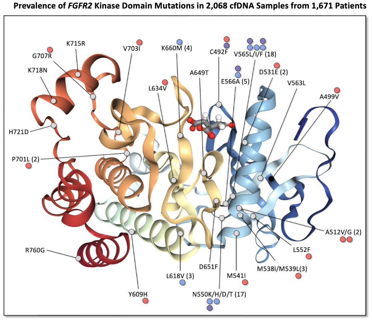 11/ 💪Leveraging the cohort size, we characterized the spectrum of FGFR2 muts in cfDNA – a key resistance mechanism to FGFR inhibitors in patients with FGFR2 fusion-positive BTC. 👋We identified 70 unique FGFR2 muts, including 13 previously unreported FGFR2 kinase domain muts.