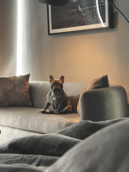 When you design your home to match your creatures 🐶❤️ https://t.co/KUEkLKLx4M