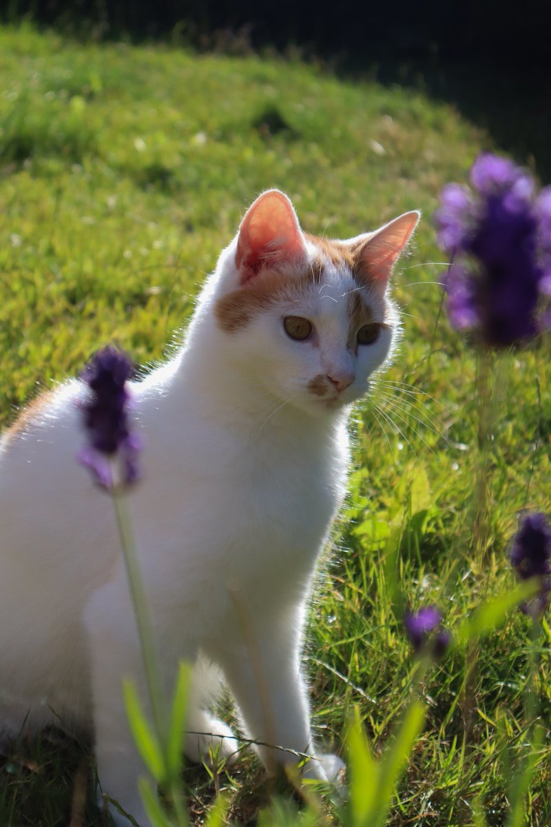 tabbycatcorner's tweet photo. Is summer over? ππΏ #catsofΔ±nstagram #tabbysofinstagram https://t.co/anlXCUH9cT
