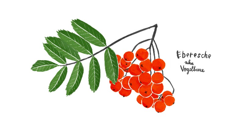 hauptstadt_be's tweet photo. Vogelbeeren sind gar nicht giftig, aber sehr bitter. Unsere Wildkräuter-Kolumnistinnen haben daraus einen Balsamico-Essig gemacht.

Text: Pascale Amez &amp; Melissa Knüsel (@urkraut)
Bild: Silja Elsener
