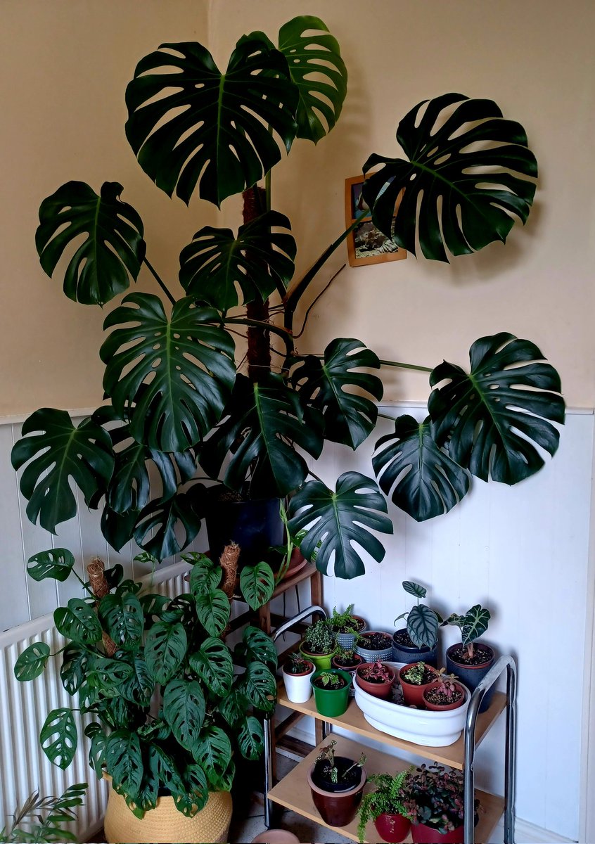 Monstera cornera. #HouseplantHour #planttwitter