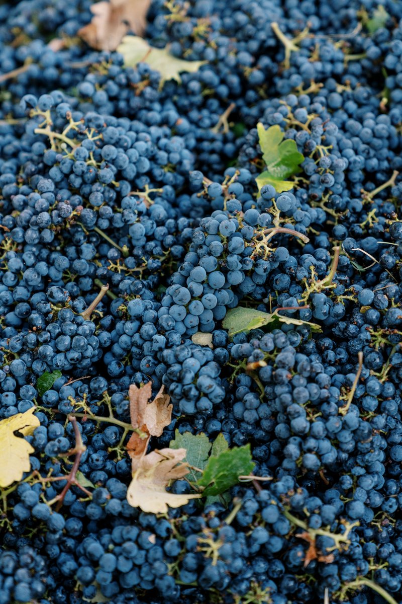 Zinfandel harvest is in progress TODAY!

We hope it will prove as awesome as our 2019 vintage, a Gold Medal Winner from the SF Chronicle, the Press Democrat North Coast Wine Challenge, and the San Diego International Wine Challenge!