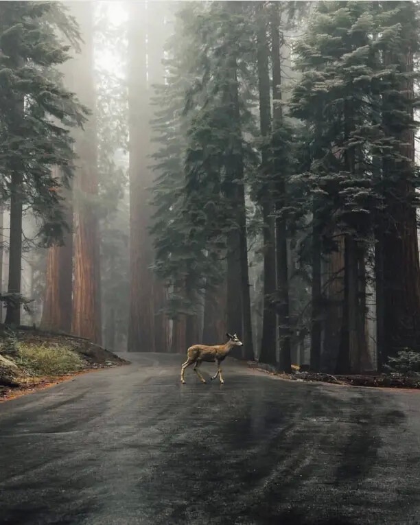 Julia177618091's tweet photo. Good night💚
Sequoia national park https://t.co/nGCcNTDUL3