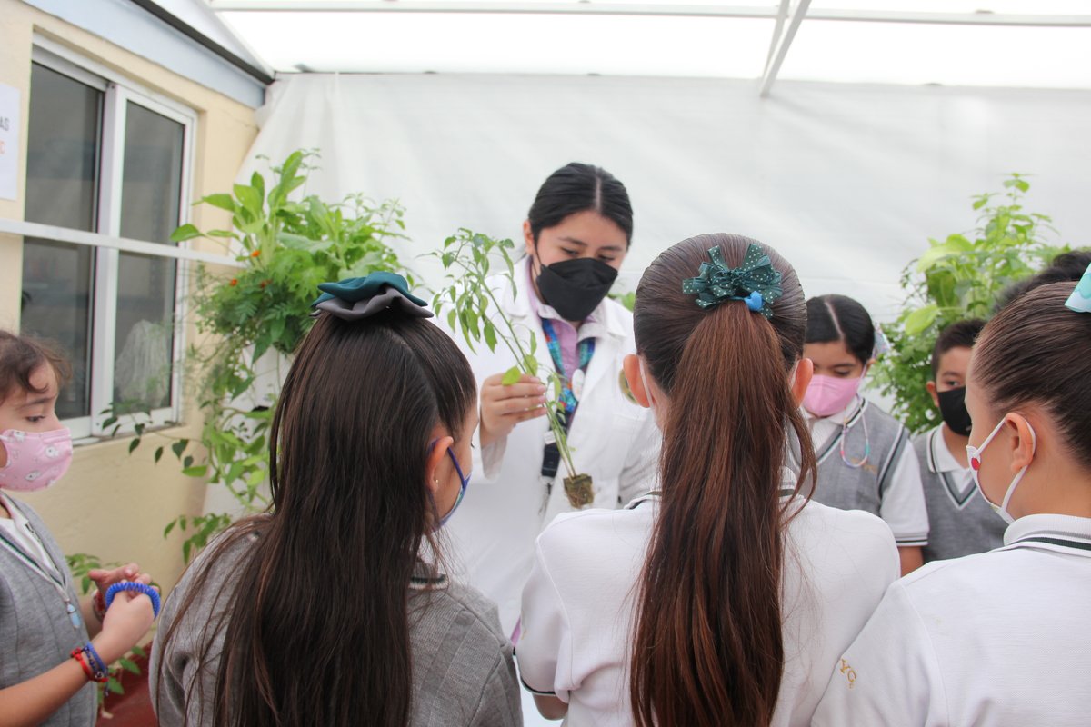ityc_oficial's tweet photo. Los alumnos de primaria comenzaron actividades en el Greenhouse, donde aprenderán los procesos de siembra y cosecha de distintas plantas comestibles 

La explicación es en inglés por parte de miss Brenda, lo que también les permite reforzar el idioma.

#GreenHouse #PrimariaITYC https://t.co/hsiS7Ksyh4