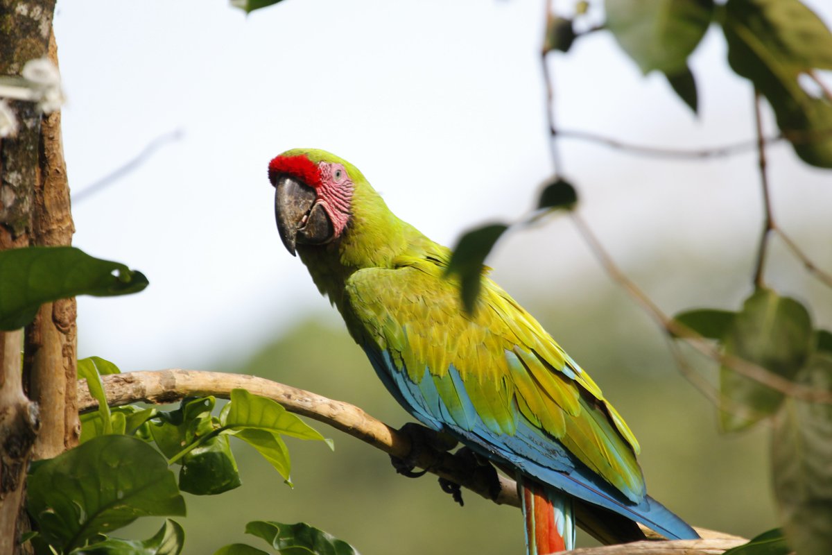 You know we're a Network. But what does that really mean? Our Network Program Coordinator explains it all on our blog. 
macawrecoverynetwork.org/networking-for…