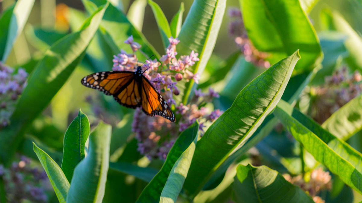 PHXenvironment's tweet image. Want some FREE seeds to plant in your #pollinator garden during #PlantingForMonarchs Month?

Email OEPinfo@phoenix.gov to request either a milkweed and nectar seed mix, or Parry’s penstemon seeds (donated by John and Linda Gonzales). 

Offer available while supplies last.