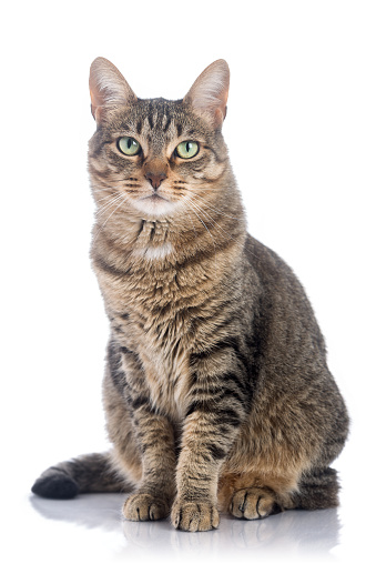 Rubia4569's tweet photo. My cat
#cat #animals https://t.co/UbgHyTzRBB